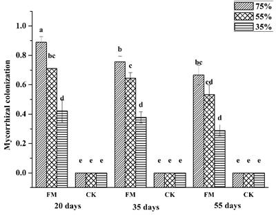 Using Spectral Reflectance to Estimate the Leaf Chlorophyll Content of Maize Inoculated With Arbuscular Mycorrhizal Fungi Under Water Stress